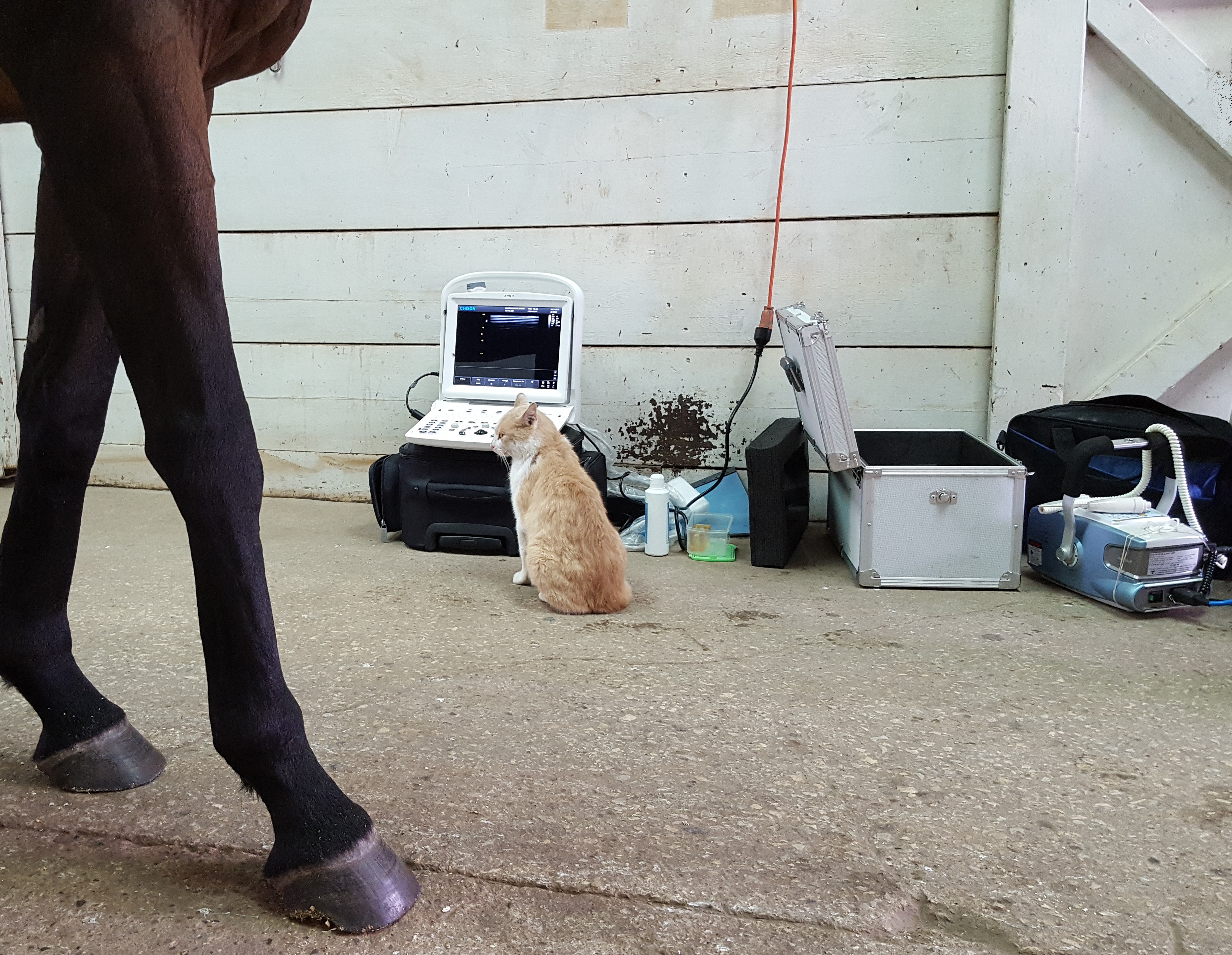 diagnosing OA in a horse