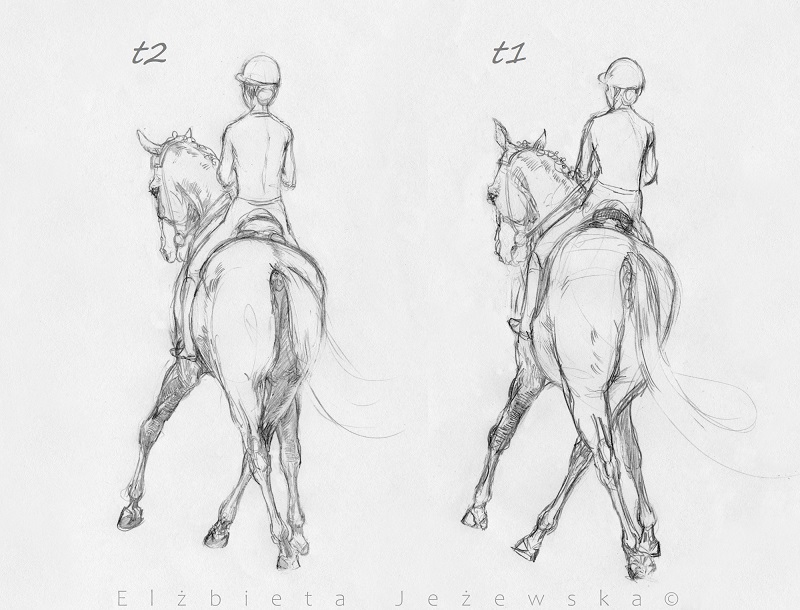 Rider asymmetry and horse spinal rotation
