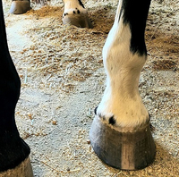 Lameness prevention: Is a whole-body approach to navicular disease on the horizon?
